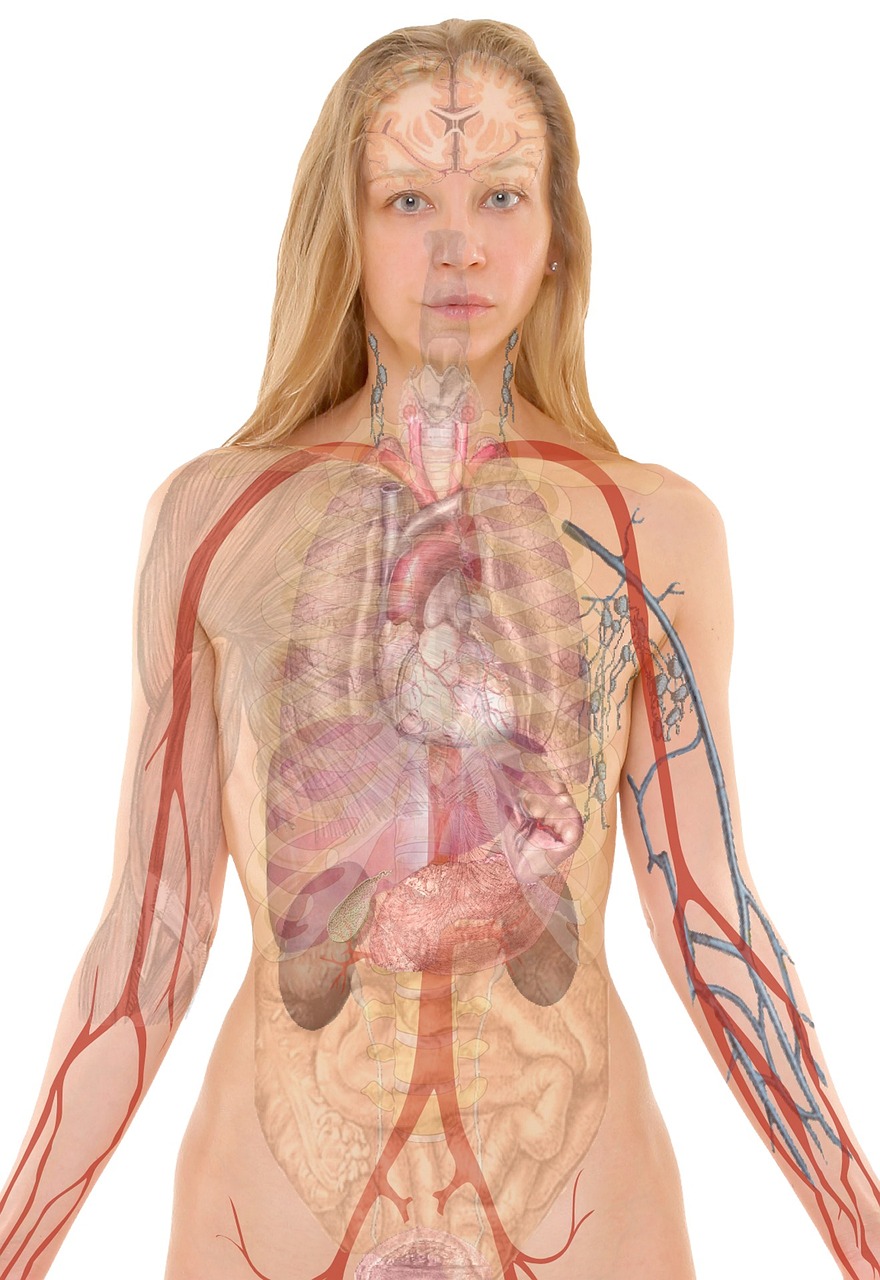 Die unerwartete Rolle eines Darmmoleküls bei körperlicher Anstrengung und metabolischer Gesundheit